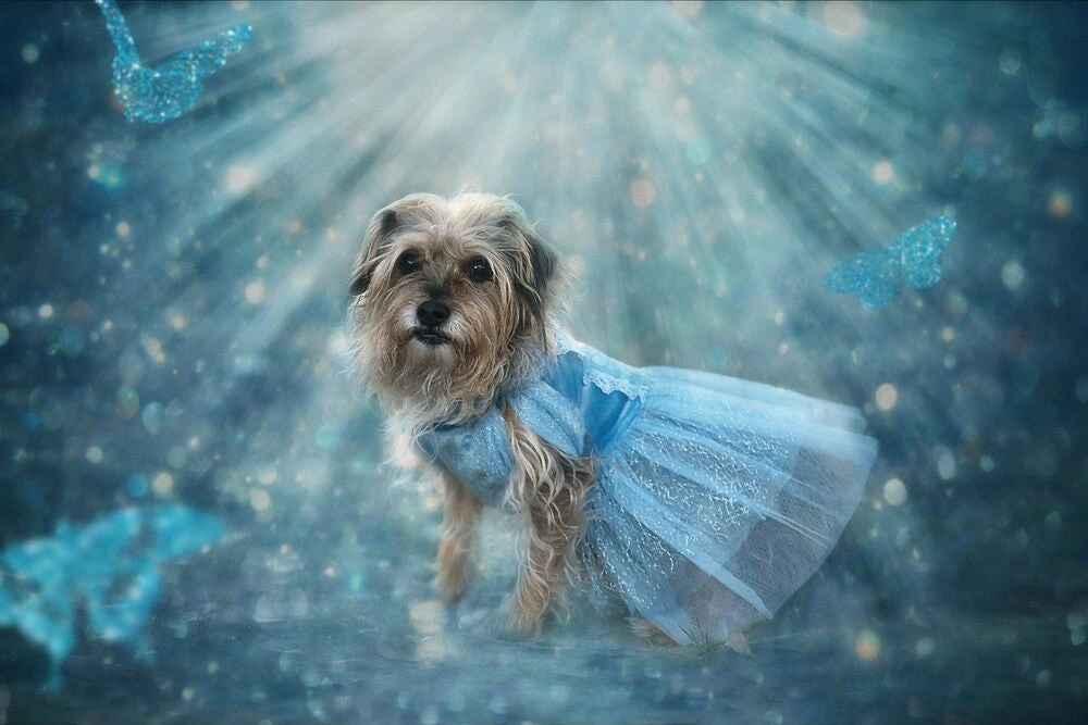 QUEEN OF THE KINGDOM FLUFFY DOG COSTUME - Image 2